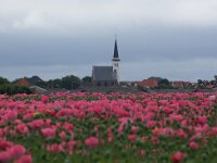 NL, Noord-Holland, Texel, Hemmerkooi 6, Saxifraga-Foto Fitis-Sytske Dijksen