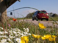 NL, Noord-Holland, Texel, Hoofdweg 1, Saxifraga-Foto Fitis-Sytske Dijksen