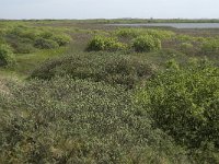 NL, Noord-Holland, Texel, Horsmeer 3, Saxifraga-Jan van der Straaten