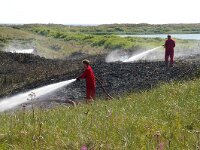 NL, Noord-Holland, Texel, Horsmeer 6, Saxifraga-Foto Fitis-Sytske Dijksen
