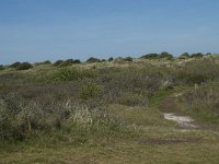 NL, Noord-Holland, Texel, Kreeftepolder 5, Saxifraga-Willem van Kruijsbergen