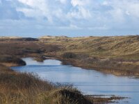 NL, Noord-Holland, Texel, Kreeftepolder 6, Saxifraga-Foto Fitis-Sytske Dijksen