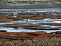 NL, Noord-Holland, Texel, Kwelder Karhoek 1, Saxifraga-Foto Fitis-Sytske Dijksen