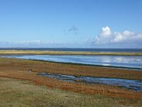 NL, Noord-Holland, Texel, Kwelder de Volharding 12, Saxifraga-Foto Fitis-Sytske Dijksen
