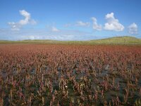 NL, Noord-Holland, Texel, Kwelder de Volharding 15, Saxifraga-Foto Fitis-Sytske Dijksen