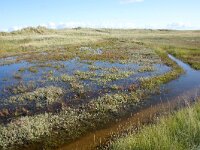 NL, Noord-Holland, Texel, Kwelder de Volharding 2, Saxifraga-Foto Fitis-Sytske Dijksen