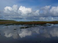 NL, Noord-Holland, Texel, Kwelder de Volharding 21, Saxifraga-Foto Fitis-Sytske Dijksen