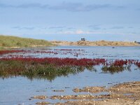 NL, Noord-Holland, Texel, Kwelder de Volharding 24, Saxifraga-Foto Fitis-Sytske Dijksen