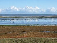 NL, Noord-Holland, Texel, Kwelder de Volharding 3, Saxifraga-Foto Fitis-Sytske Dijksen