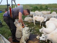 NL, Noord-Holland, Texel, Lancasterdijk 1, Saxifraga-Foto Fitis-Sytske Dijksen