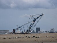 NL, Noord-Holland, Texel, Marsdiep 14, Saxifraga-Foto Fitis-Sytske Dijksen