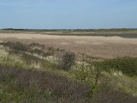 NL, Noord-Holland, Texel, Mok 2, Saxifraga-Willem van Kruijsbergen