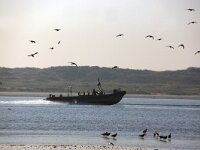 NL, Noord-Holland, Texel, Mokbaai 10, Saxifraga-Foto Fitis-Sytske Dijksen