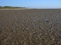 NL, Noord-Holland, Texel, Mokbaai 28, Saxifraga-Foto Fitis-Sytske Dijksen
