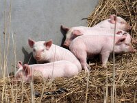 NL, Noord-Holland, Texel, Oosterend 6, Saxifraga-Foto Fitis-Sytske Dijksen