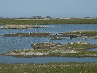 NL, Noord-Holland, Texel, Ottersaat 3, Saxifraga-Willem van Kruijsbergen