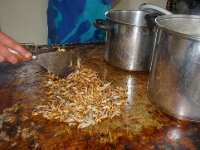 NL, Noord-Holland, Texel, Oudeschild 7,Crangon crangon, Saxifraga-Foto Fitis-Sytske Dijksen