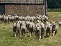 NL, Noord-Holland, Texel, Oudeweg 5, Saxifraga-Foto Fitis-Sytske Dijksen