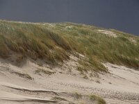 NL, Noord-Holland, Texel, Paal 12 13, Saxifraga-Foto Fitis-Sytske Dijksen