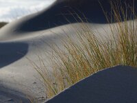 NL, Noord-Holland, Texel, Paal 13 5, Saxifraga-Foto Fitis-Sytske Dijksen