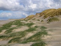 NL, Noord-Holland, Texel, Paal 24 4, Saxifraga-Foto Fitis-Sytske Dijksen