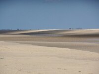 NL, Noord-Holland, Texel, Paal 32 3, Vuurtorenstrand 7, Saxifraga-Foto Fitis-Sytske Dijksen