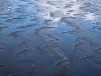 NL, Noord-Holland, Texel, Paal 7 1, Saxifraga-Foto Fitis-Sytske Dijksen