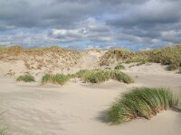 NL, Noord-Holland, Texel, Paal 8 18, Saxifraga-Foto Fitis-Sytske Dijksen