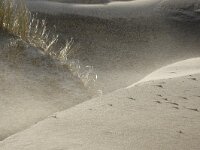 NL, Noord-Holland, Texel, Paal 8 25, Saxifraga-Foto Fitis-Sytske Dijksen