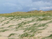 NL, Noord-Holland, Texel, Paal 8 31, Saxifraga-Foto Fitis-Sytske Dijksen