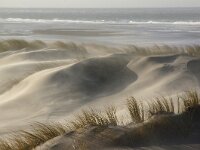 NL, Noord-Holland, Texel, Paal 8 36, Saxifraga-Foto Fitis-Sytske Dijksen