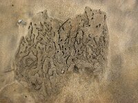 NL, Noord-Holland, Texel, Paal 9 65, Saxifraga-Foto Fitis-Sytske Dijksen