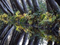 NL, Noord-Holland, Texel, Ploegelanden 2, Saxifraga-Foto Fitis-Sytske Dijksen