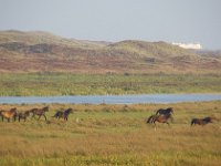 NL, Noord-Holland, Texel, Pompevlak 2, Foto Fitis-Sytske Dijksen