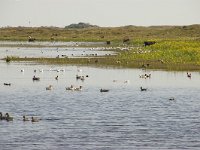 NL, Noord-Holland, Texel, Pompevlak 3, Foto Fitis-Sytske Dijksen