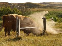 NL, Noord-Holland, Texel, Pompevlak 4, Saxifraga-Foto Fitis-Sytske Dijksen