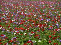 NL, Noord-Holland, Texel, Prins Hendrikpolder 6, Saxifraga-Foto Fitis-Sytske Dijksen