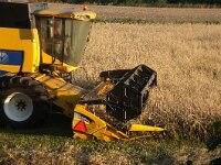 NL, Noord-Holland, Texel, Prins Hendrikpolder 9, Saxifraga-Foto Fitis-Sytske Dijksen