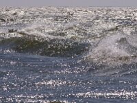 NL, Noord-Holland, Texel, Puntje 2, Saxifraga-Foto Fitis-Sytske Dijksen