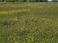 NL, Noord-Holland, Texel, Roggesloot 1, Saxifraga-Jan van der Straaten