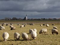 NL, Noord-Holland, Texel, Rommelpot 13, Saxifraga-Foto Fitis-Sytske Dijksen