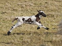 NL, Noord-Holland, Texel, Rommelpot 17, Saxifraga-Foto Fitis-Sytske Dijksen