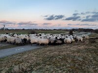 NL, Noord-Holland, Texel, Rommelpot 19, Saxifraga-Foto Fitis-Sytske Dijksen