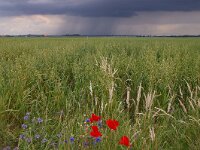 NL, Noord-Holland, Texel, Rommelpot 3, Saxifraga-Foto Fitis-Sytske Dijksen