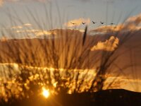 NL, Noord-Holland, Texel, Sunset, Bollekamer 62, Saxifraga-Foto Fitis-Sytske Dijksen