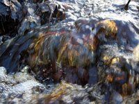 NL, Noord-Holland, Texel, Tureluur 1, Saxifraga-Foto Fitis-Sytske Dijksen