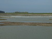 NL, Noord-Holland, Texel, Utopia 43, Saxifraga-Willem van Kruijsbergen