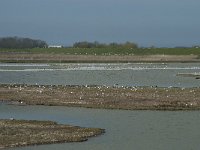 NL, Noord-Holland, Texel, Utopia 45, Saxifraga-Willem van Kruijsbergen