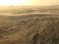 NL, Noord-Holland, Texel, Vuurtorenstrand 5, Saxifraga-Foto Fitis-Sytske Dijksen