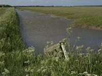 NL, Noord-Holland, Texel, Waal en Burg 4, Saxifraga-Jan van der Straaten